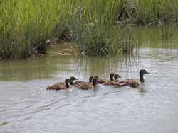 cute duck family